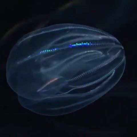 A comb jelly shows off its brilliant iridescene, comb jelly, brilliant, iridescent, lights, in the dark, ocean, life, another life, alien, omg, wtf, wow, nature travel.