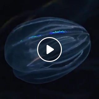 A comb jelly shows off its brilliant iridescene