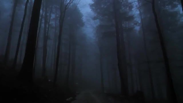 Dark foggy Forest, Forest, Foggy, Dark, Nature Travel