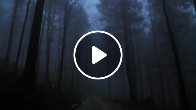 Dark foggy forest, forest, foggy, dark, nature travel. #0