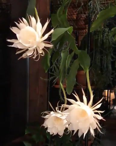 Epiphyllum oxypetalum flower blooming15 hour time lapse, flower, life, love, earth, nature, omg, wtf, wow, nature travel.