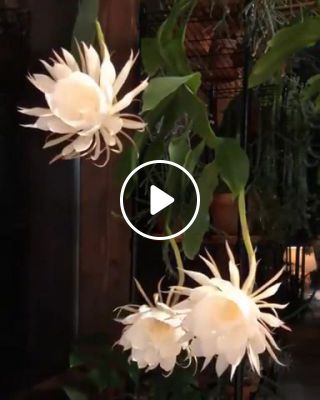 Epiphyllum oxypetalum flower blooming15 hour time lapse