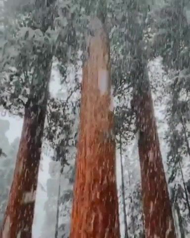 Just as stunning with a snow fall Sequoia National Park, California, Sequoia National Park, California, Trees, Sequoia, Snow, Winter, Nature, Omg, Wtf, Wow, Earth, Life, Love, Nature Travel