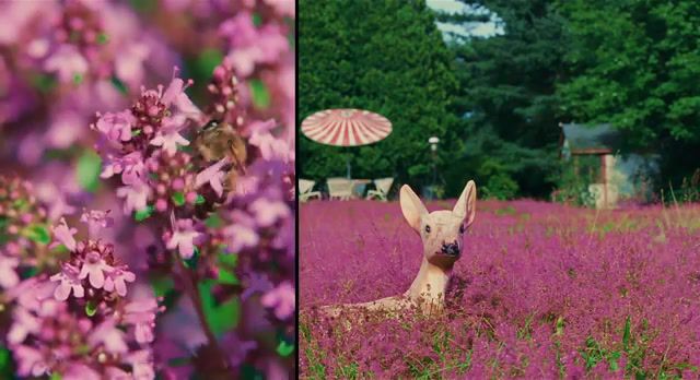 Steady pink, Nature Travel