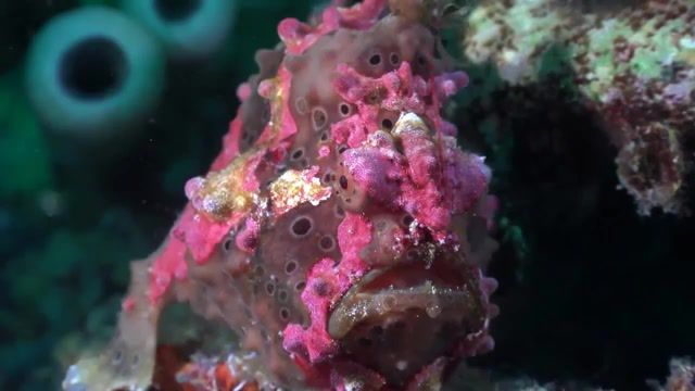 The color of the ocean, the world's oceans, narcotis fields colorize, the color of the ocean, solomon islands coral reef, paradise, documentary, uhd, hd, 2160p, 4k underwater vision, marine species, vision, archive vision, footage, underwater, undersea, nature, sea, ocean, fish, scuba, in the world, islands, 4k, around the world, animals, wildlife, of all times, movies, film, coral reef, beach, top 10, nature travel.