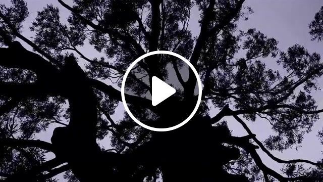 The sound of tree, wind, nature, tree, sound, nature sounds, flora, nature travel. #0