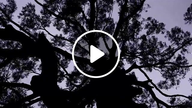 The sound of tree, wind, nature, tree, sound, nature sounds, flora, nature travel. #1