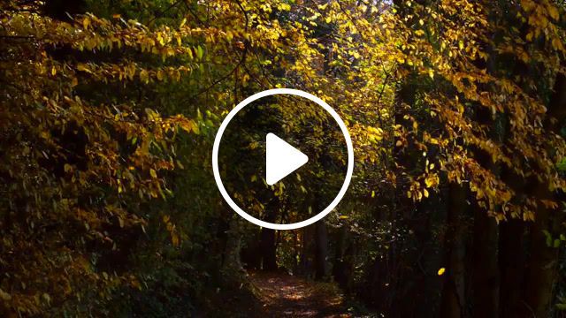 When autumn in the soul. part ii, rv425, vivaldi, calm, rest, nature, colorful, fall, falling, nature travel. #0