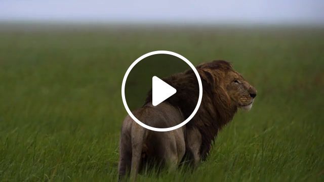 Wild nature lion, cinemagraphs, nature, animals, cinemagraph, rain, lion, freeze frame, antonio testa shaman coyotl, live pictures. #0