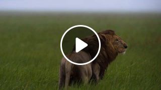Wild nature lion