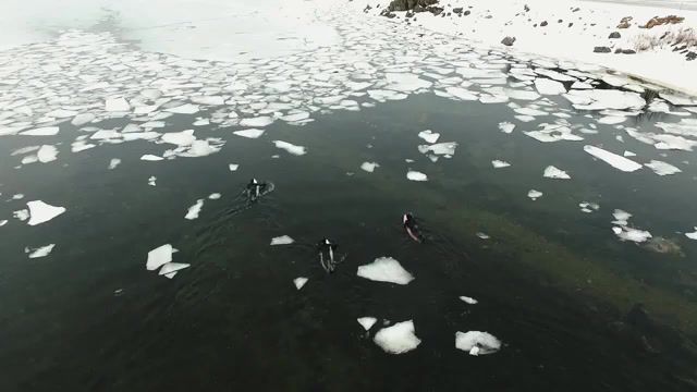 Arctic Surf - Video & GIFs | out in the cold,judas priest,judas priest out in the cold,snow,coldwater,surfing,arctic,sonya7s2,drone,dji,djiphantom,sony,addiction,surfproject,surf,nature travel