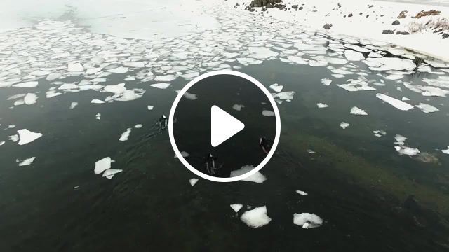 Arctic surf, out in the cold, judas priest, judas priest out in the cold, snow, coldwater, surfing, arctic, sonya7s2, drone, dji, djiphantom, sony, addiction, surfproject, surf, nature travel. #0