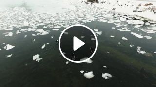 Arctic Surf