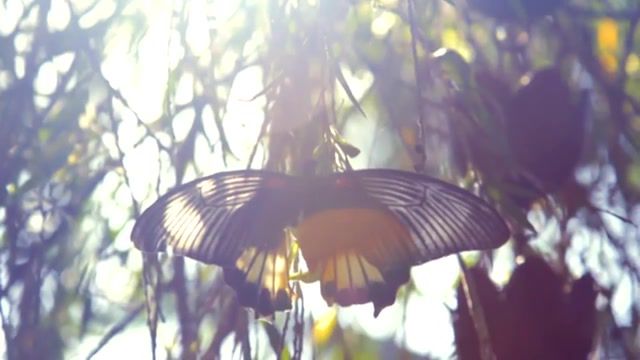 Butterfly Bali live, Live, Vodkins, Flume Greenpeace Edit, Bali, Nature Travel