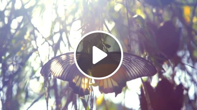 Butterfly bali live, live, vodkins, flume greenpeace edit, bali, nature travel. #1