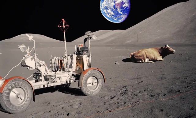 Chewing cow on the moon and on the ground, street fishing, living photo, cinemagraph, regular life on moon, space, moon, chewing cow, cow, nature travel.