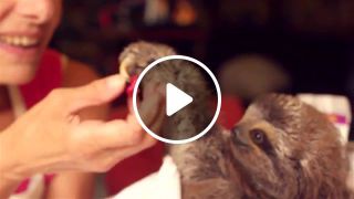 Matty the baby sloth