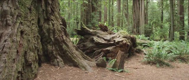 REDWOODS - Video & GIFs | music,usa,california,forest,nature,chill,relax,cursed,nature travel
