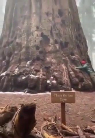 Sequoia National Park, Tree, History, Amazing, Big, Very Big, Million Years, Nature, Omg, Wtf, Wow, Usa, Ecology, Earth, California, Sierra Nevada, Sequoia, Clara Barton Tree, Sequoia National Park, Nature Travel