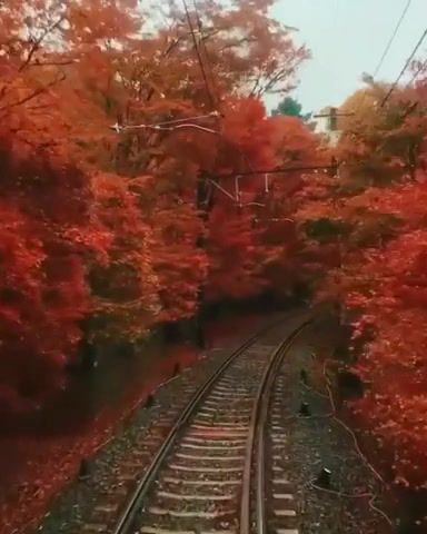 Just relax 10, infinity loop, forest, railway, red, road, autumn, relax, japan, beauty, sadness, deep, jr, music, nature travel.