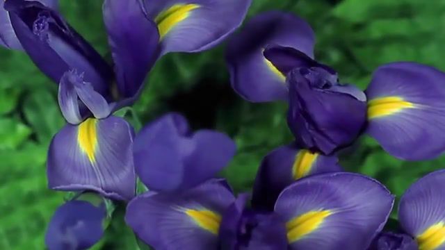 Talking flowers, Flowering, Flowers, Horticulture, Time Lapse, Gardening, Nature Travel