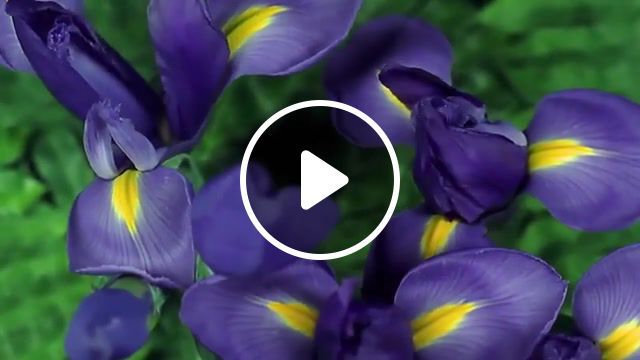 Talking flowers, flowering, flowers, horticulture, time lapse, gardening, nature travel. #0