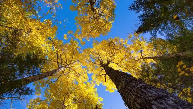 Yellow Vivaldi - Video & GIFs | nature,mood,yellow,autumn,trees,nature travel