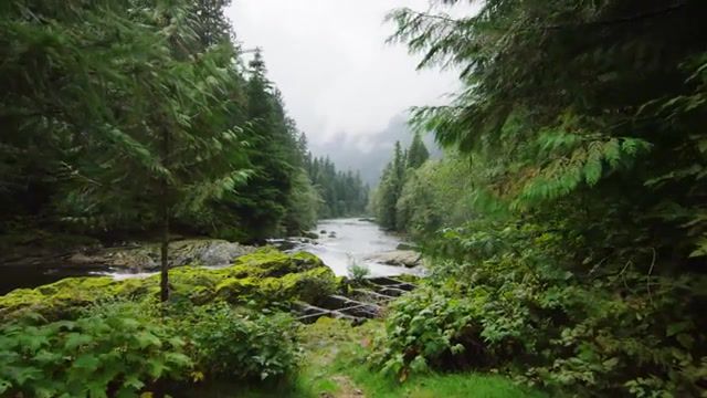 Canada beauty orchestral music, Great Bear Rainforest Location, British Columbia Canadian Province, Devinsupertramp, Devin Graham, Tony Anderson, Bc, Canada, Dolphins, Slow Motion, 4k, Ultra Hd, Red Dragon, Floatplane, Wilderness, Bears, Whales, Orca, Free Willy, Nature Travel
