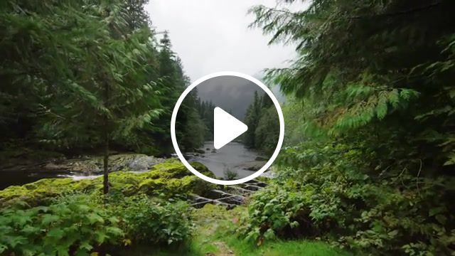 Canada beauty orchestral music, great bear rainforest location, british columbia canadian province, devinsupertramp, devin graham, tony anderson, bc, canada, dolphins, slow motion, 4k, ultra hd, red dragon, floatplane, wilderness, bears, whales, orca, free willy, nature travel. #0