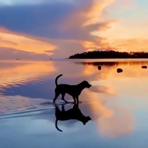 Dog, Dog, Horizon, Sunset, Beach, Water, Sea, Sand, Nature Travel