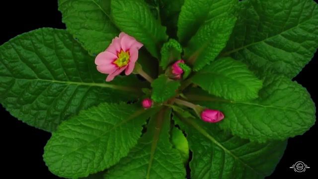 Miracles, Spring, Funny Little Flowers, Earth, Wow, Flowers Timelapse, Nature, Flower, Flowers, Flowers Blooming, Timelapse, Little Wonders, Nowhere Else, Nature Travel