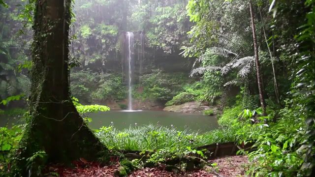 Relax rainforest animals, waterfall and rain sounds, relaxation sounds, time to relax, nature sounds, forest sounds, rain sounds, rainforest sounds, relaxing sound, youtube, relax 3 minutes, waterfall, nature travel.