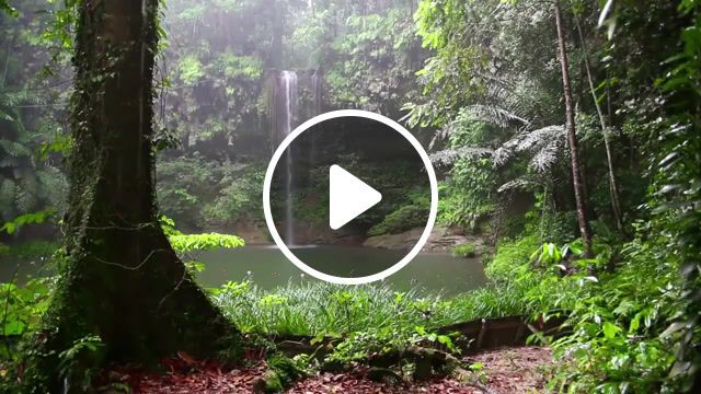 Relax rainforest animals, waterfall and rain sounds, relaxation sounds, time to relax, nature sounds, forest sounds, rain sounds, rainforest sounds, relaxing sound, youtube, relax 3 minutes, waterfall, nature travel. #0