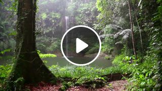 Relax Rainforest Animals, Waterfall and Rain Sounds