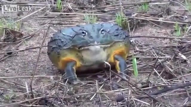 Wrong frog, Nature Travel