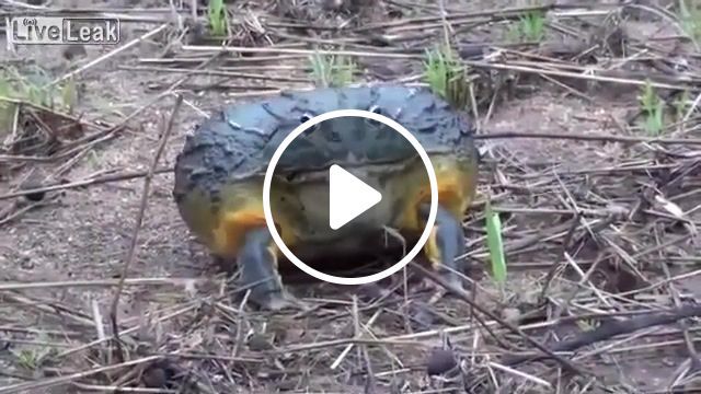 Wrong frog, nature travel. #0
