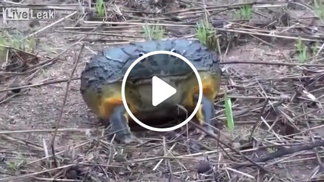 Wrong frog, nature travel. #1