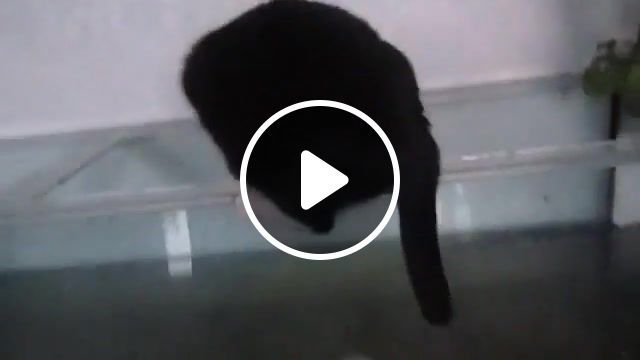 Cat falls into the fish tank, cat, fail, epic, viral. #0