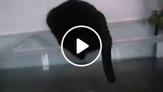 Cat falls into the fish tank