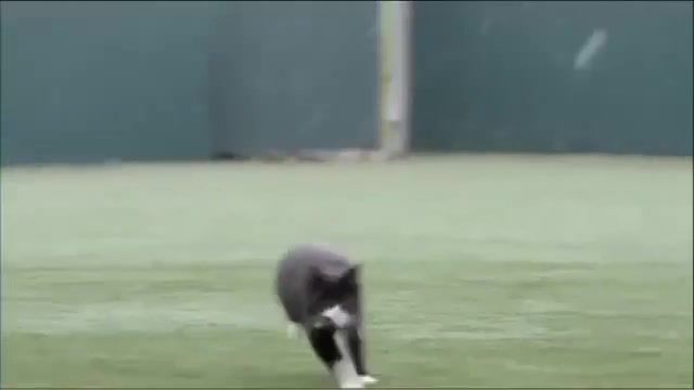 Paddy Power Blind Football Most complained advert in, Paddy, Power, Complain, Advert, Blind, Tv, Football, Cat, Kick, Asa, Sports