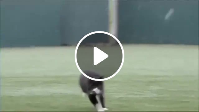 Paddy power blind football most complained advert in, paddy, power, complain, advert, blind, tv, football, cat, kick, asa, sports. #0
