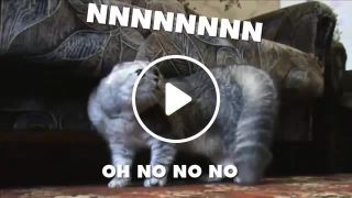 NO CATS Compilation