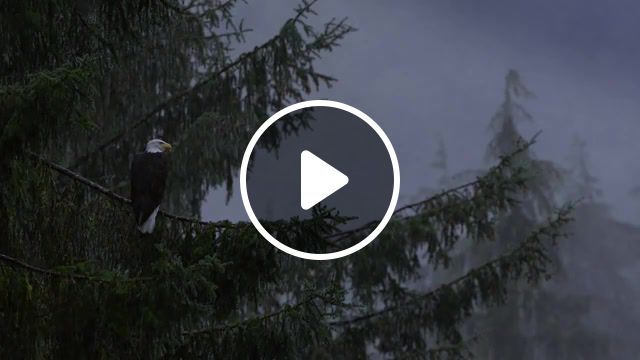 Bald eagle, nature, rain, animals, nature travel. #0