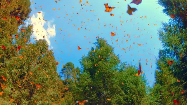 Butterflies Bnectar, Hdr, Hdr10, 4k, Uhd, Chromecast Ultra, Real Hdr, Music, Art, Butterfly, Bnectar, Edm, Lsd, Weed, Love, Nature Travel