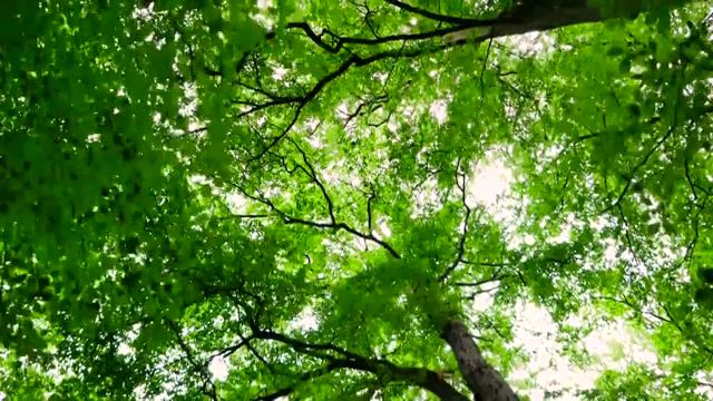 European Wilderness Ancient Beech Forests of Germany - Video & GIFs | green day,forests,ancient beech forests of germany,green frests,nature travel