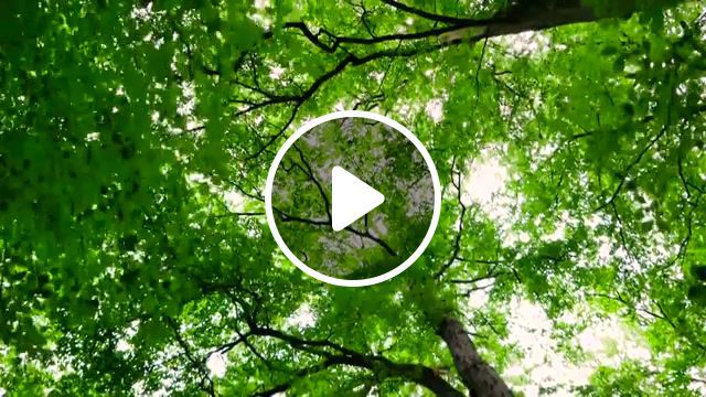 European wilderness ancient beech forests of germany, green day, forests, ancient beech forests of germany, green frests, nature travel. #0