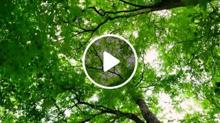 European wilderness ancient beech forests of germany