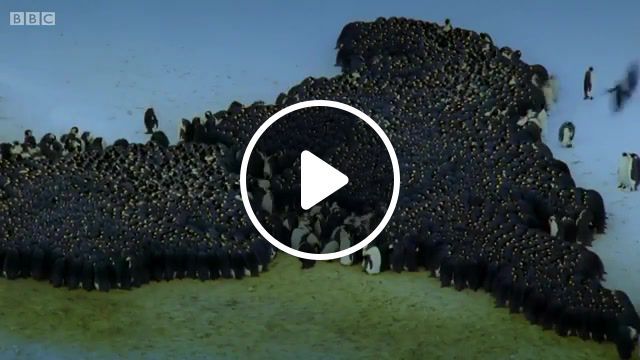 Penguins apocalypse, resident evil, animals, arctic, bbc, penguins, nature travel. #0