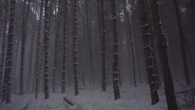 Woods, Jonas, Blizzard, Timtothewild, Tim Kellner, Sony Rx100 Iv, Forest, Snow, Nature Travel