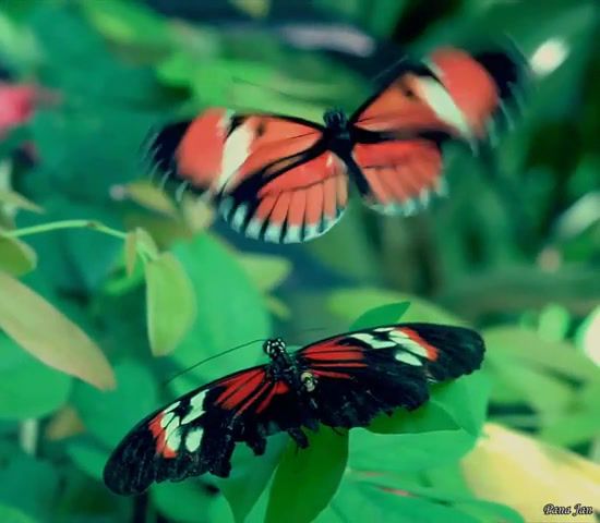 Butterflies, Garden, Butterfly, Flowers, Nature, Animal, Beautiful, Lovely, Gif, Flying, Nature Travel